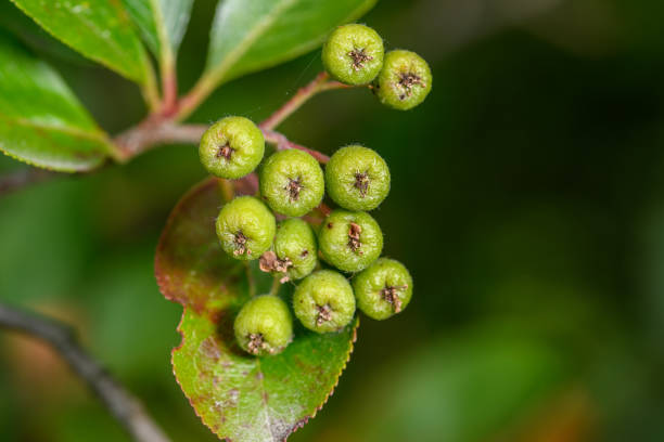 Green unripe chokeberry on a twig close up isolated