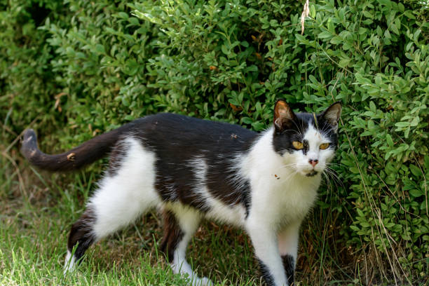 An alert two-tone Black and White walks around the garden