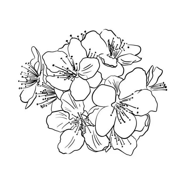 Vector illustration of Hand drawn vector drawing in doodle style. Blooming fruit branch engraving isolated on white background. Delicate flowers, petals. Spring time, sakura, orchard. Simple sketch in ink, black outline.