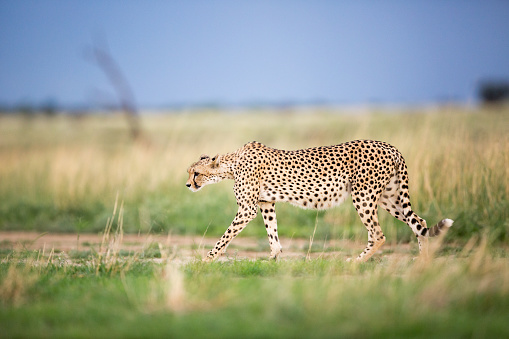A cheetah walking, stalking in the green and brown grass fields or savannah in Africa.