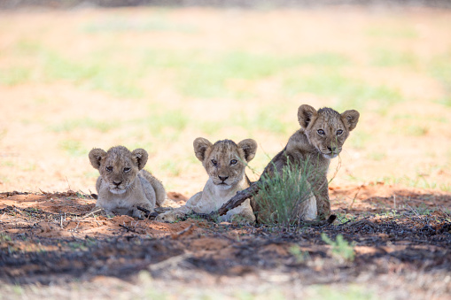 Three very young lion cubs are sitting on the ground on the plains. They are all looking in the same direction.