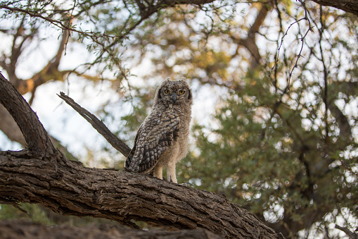 A spotted eagle owl with it's large yellow eyes, sitting in a camelthorn tree.