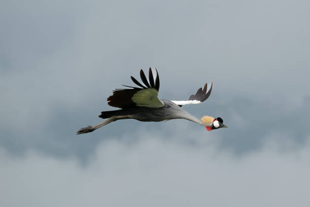 istock Grey Crowned Crane in-flight in Ngorongoro Crater 2014692333