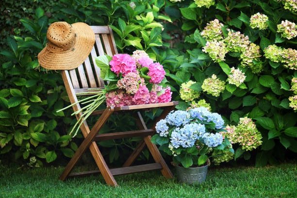 Beautiful hydrangea flowers in the garden