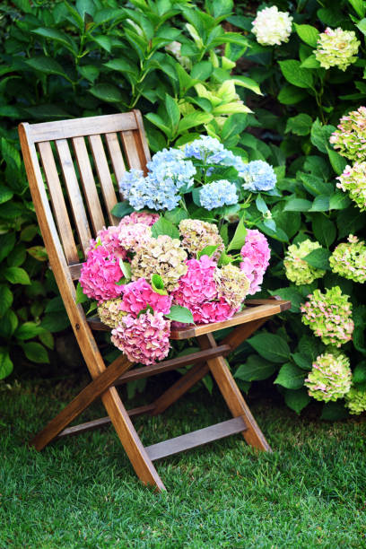 istock Beautiful hydrangea flowers in the garden 2014699706