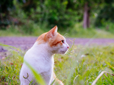 cute orange white cat