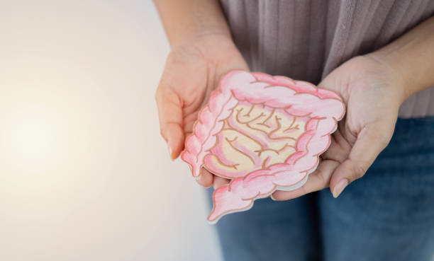 istock Selective focus of hands holding intestine shape over white background with copy space. 2014724625