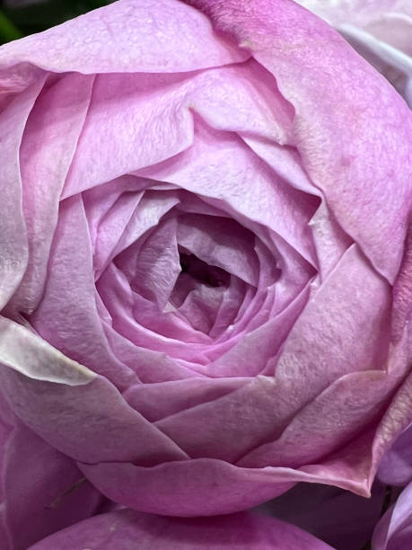 istock pink peony-shaped rose in a bouquet close-up 2014732627