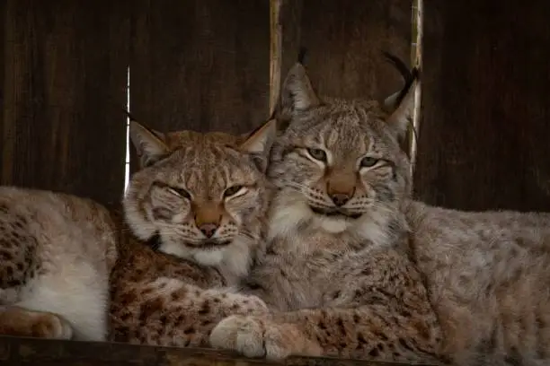 Photo of two Eurasian lynxes laying together,