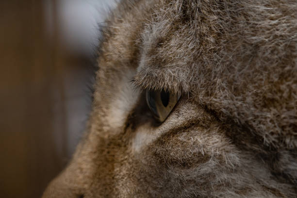 Adult male Eurasian Lynx up a tree.