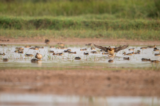 Flock of Ducks in Wetland