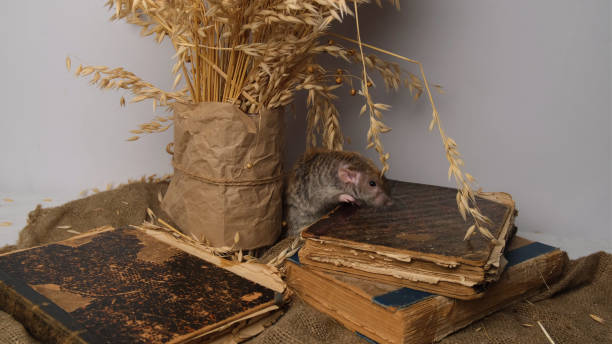 istock Gray rat, old books, ears of wheat. 2014753268
