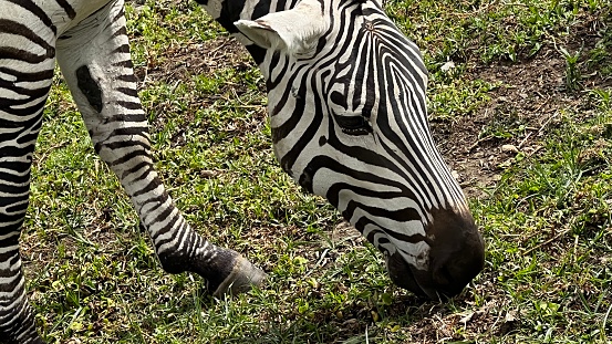 A close-up of a zebra in Lake Naivasha, Kenya