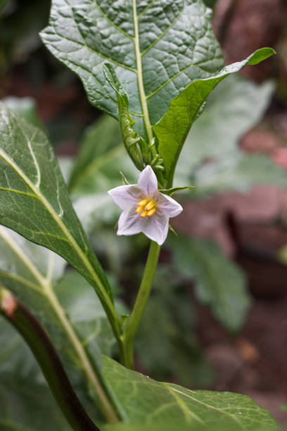 flowers that bloom perfectly in the home garden from a plant with the scientific name Solanum carolinense.