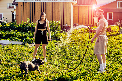 Spray of water from garden hose cools and entertains an American Bully dog being walked by young couple in backyard of country house on summer evening.