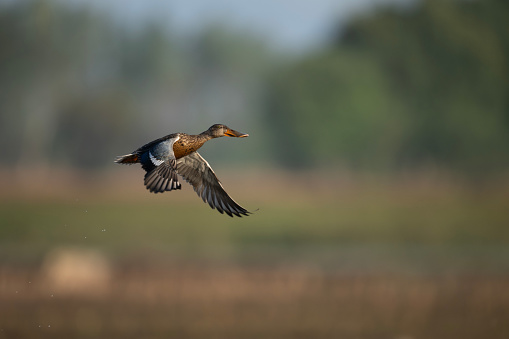 Mallard drake (Anas platyrhynchos) flapping wings in a lake.
