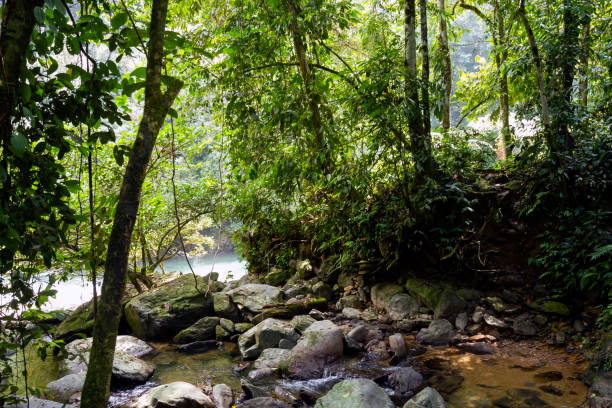 istock Sumatra jungle luxuriant rainforest view 2014770423