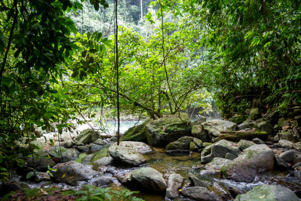 istock Sumatra jungle luxuriant rainforest point of view 2014770934