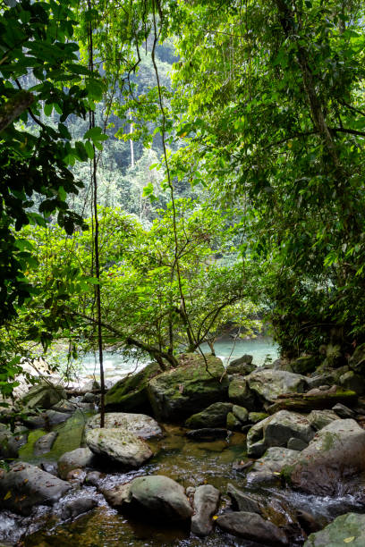istock Sumatra jungle luxuriant rainforest vines and trees view 2014770941