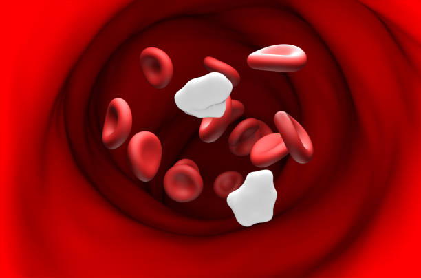 istock Low level of Glucose in the blood - section view 3d illustration 2014775197