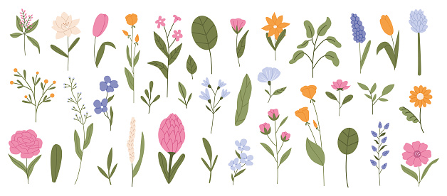 Collection of various flowers, leaves and plants. Botanical, decorative wildflowers. Flat vector hand drawn illustration isolated on white background.