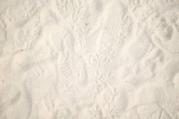 human footprint in sand with sea background