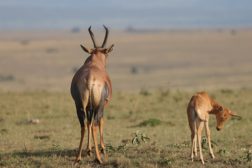 topi calf with its mother in the savannah of Maasai Mara NP