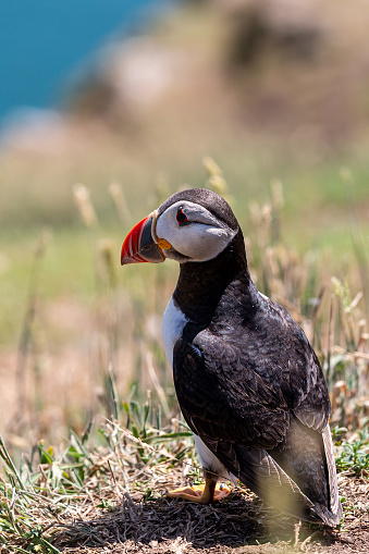 A Puffin on Skomer island off the Pembrokeshire coast, with a shallow depth of field