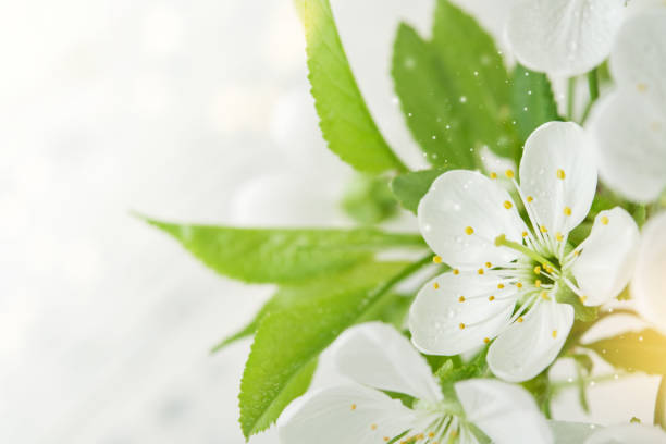 istock Spring background with white apple or cherry blossoms and wooden background. Easter or Passover spring greeting cards with copy space. Natural plants landscape, ecology, fresh wallpaper concept Mockup 2014817161