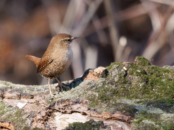 istock Small Wren bird perched on rock amidst leaves 2014821939