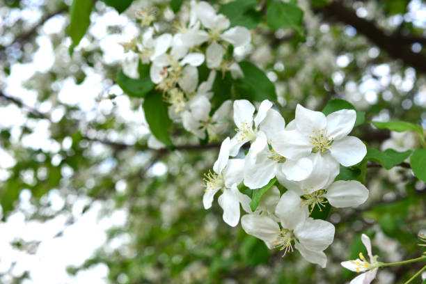 istock blooming apple tree with white flowers banner 2014827332