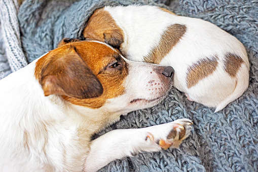 Cute Jack Russell Terrier puppy sleeps next to his howling mother, snuggling. Caring for puppies and nursing dogs