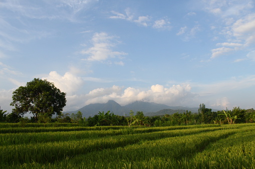 Scenic landscape of hills and rice field