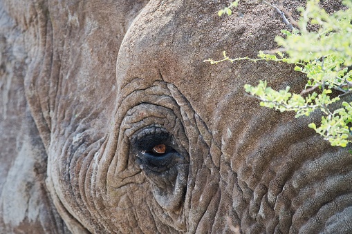African elephant adult male. Etosha National Park, Namibia, Africa