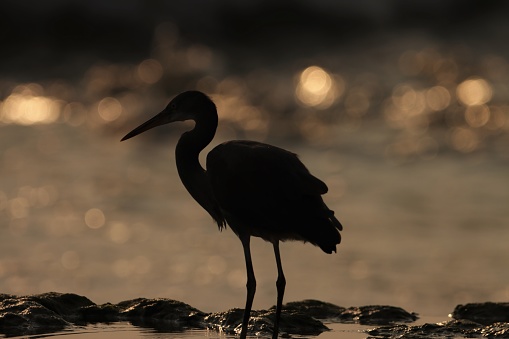 Silhouette egret standing on the beach, bokeh background.