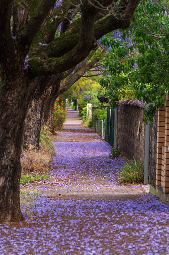 Jacaranda bloom in Adelaide, South Australia.
