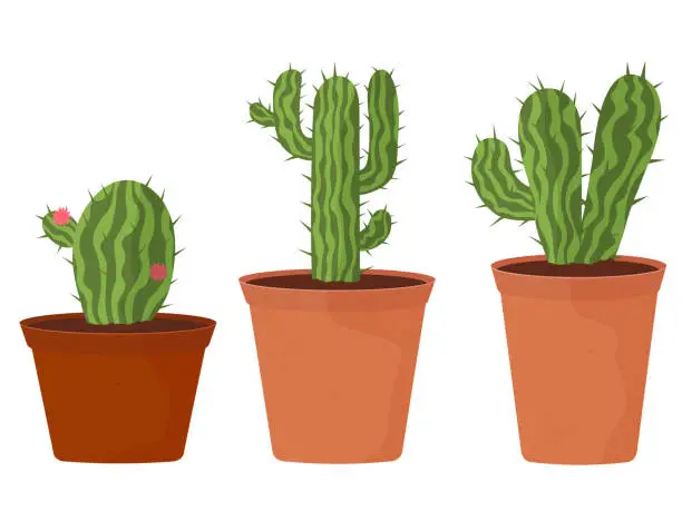 Vector illustration of set of cacti on a white background, collection of home plants in pots