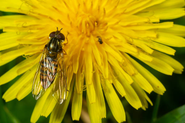 Marmalade Hoverfly Episyrphus balteatus distinctive orange black pattern, resting on yellow flower, green background.
