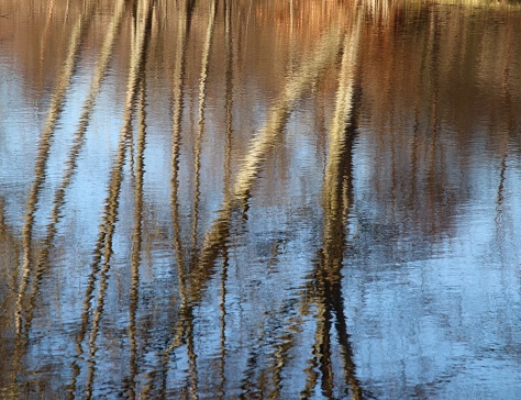 Trees reflected in pond
