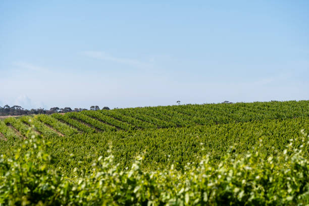 istock Vineyards in McLaren Vale 2014880654