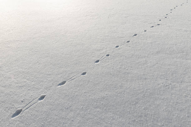 istock Animal tracks in snow 2014888324