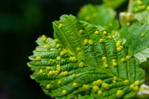 Leaves with gall mite Eriophyes tiliae. A close-up photograph of a leaf affected by galls of Eriophyes tiliae. Leaves with gall mite Eriophyes tiliae. A close-up photograph of a leaf affected by galls of Eriophyes tiliae. High quality photo eriophyid mite stock pictures, royalty-free photos & images