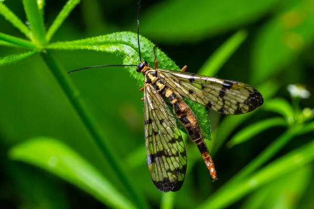 Closeup on a German scorpionfly , Panorpa germanica sitting on a green leaf.
