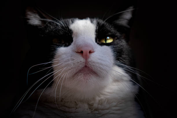 Tuxedo cat portrait