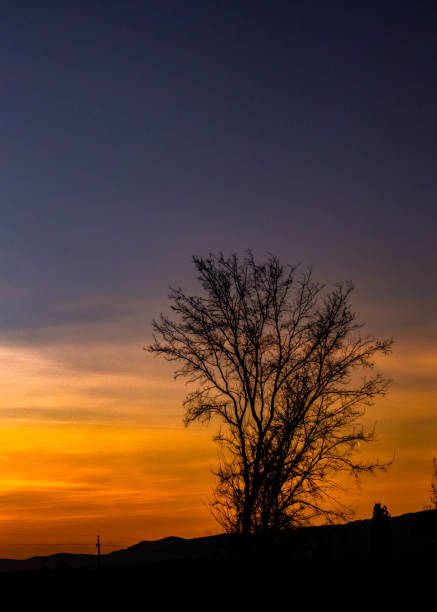 Tree at dusk