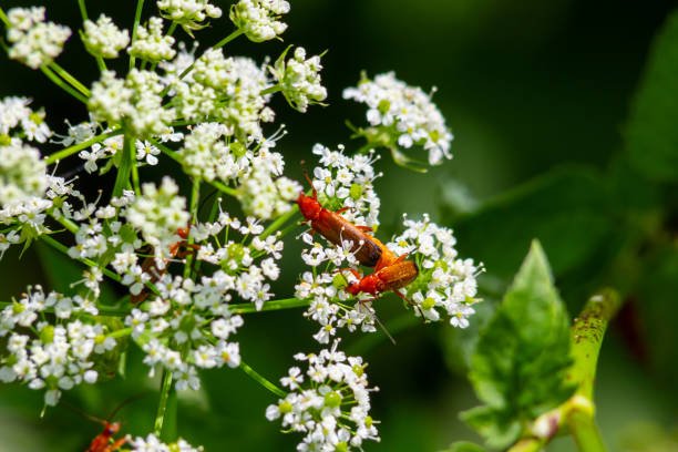 istock Common red soldier beetle Rhagonycha fulva 2014913558