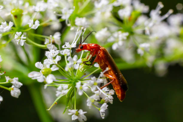 istock Common red soldier beetle Rhagonycha fulva 2014916251