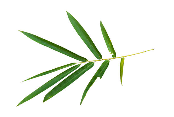 istock Bamboo leaf branch isolated on white background with clipping path. 2014933887