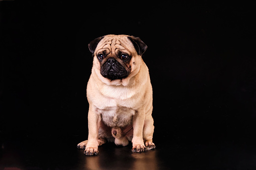 A sitting pug dog on a black background with well-groomed short hair