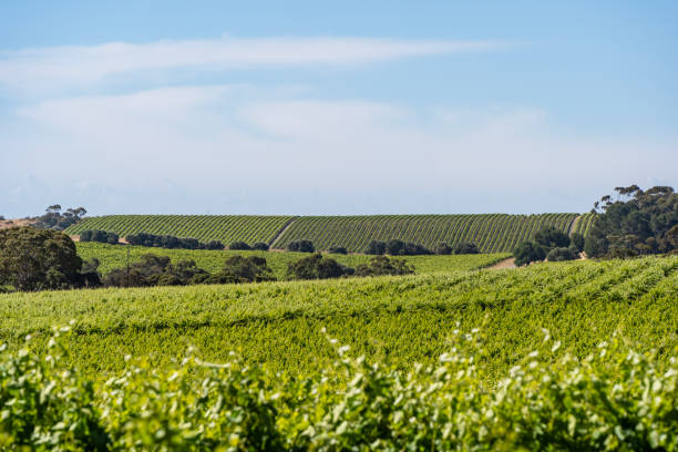 istock Vineyards in McLaren Vale 2014952336